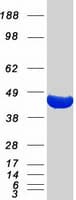 Human ACAT2 Protein (Recombinant Myc-DDK (Flag))