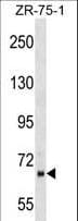 Polyclonal Rabbit anti-Human PPWD1 Antibody (aa236-262, WB)