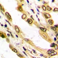 Polyclonal Rabbit anti-Human Histone H3 Antibody (N-Terminus, IHC, IF, WB)