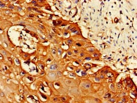 PSMA1 Antibody