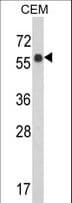 WDR1 Antibody (aa548-577)