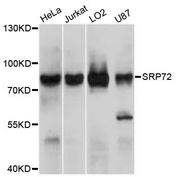 Polyclonal Rabbit anti-Human SRP72 Antibody (IHC, IF, WB)