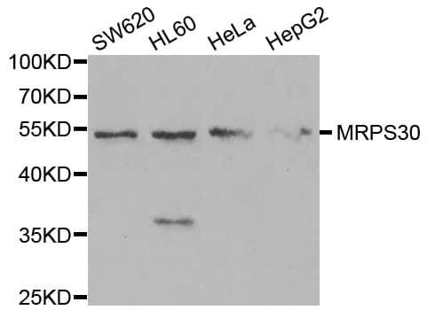 MRPS30 Antibody