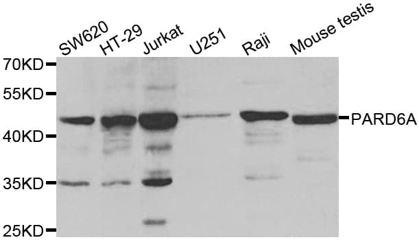 PARD6A / PAR6 Antibody