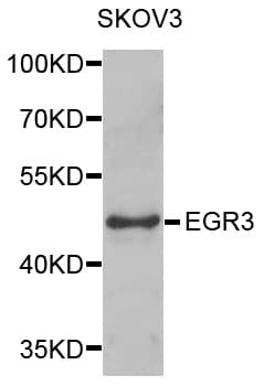 EGR3 Antibody