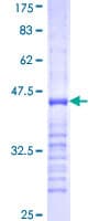 Human PDE1B Protein (Recombinant GST, N-terminus)