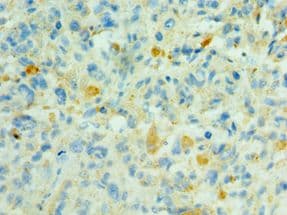 SHC4 Antibody (aa1-185)
