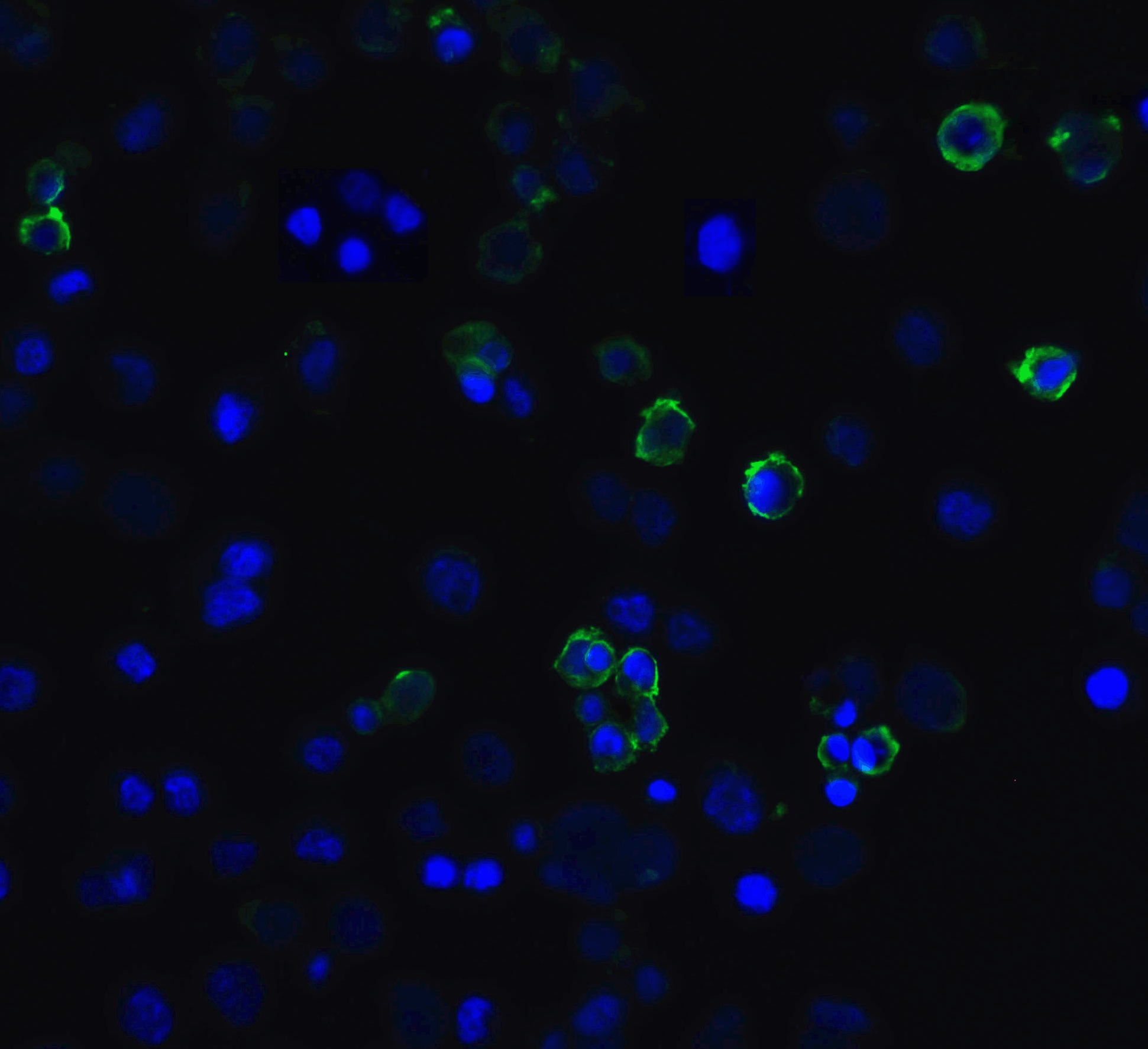 HAVCR2 / TIM-3 Antibody (clone 3G7)