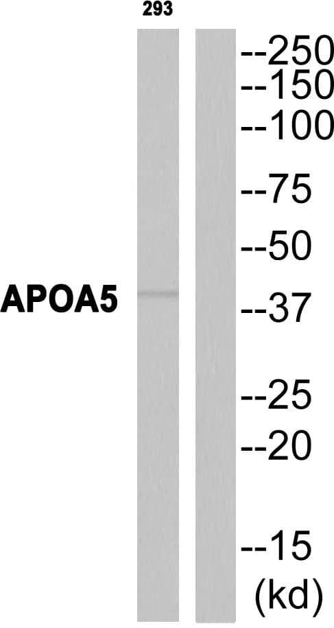 Apolipoprotein A-V Antibody