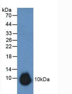 GREM1 / Gremlin-1 Antibody (aa25-184, Biotin)