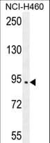 SPARCL1 / Hevin Antibody (aa208-236)
