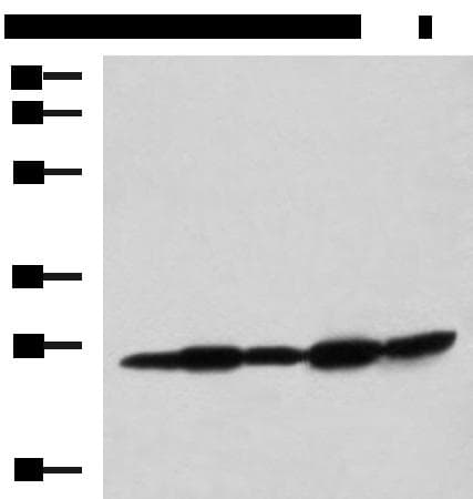 QDPR / DHPR Antibody