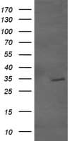 Monoclonal Mouse anti-Human GBAS Antibody (clone 1B8, Carrier-free, IHC, IF, WB)