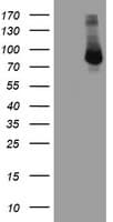 FBXO21 Antibody (clone OTI2B8)
