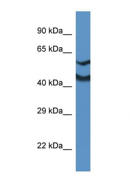 NDRG2 Antibody (N-Terminus)