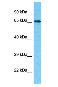 INTS9 Antibody (aa501-550)