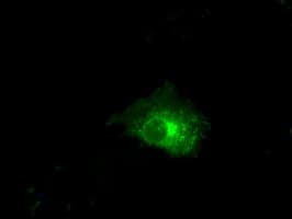 CLDN5 / Claudin 5 Antibody (clone OTI1G4)