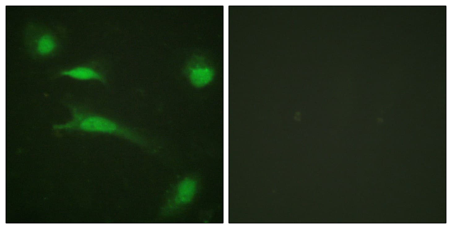 IHC-plus™ TP53 / p53 Antibody (aa10-59)