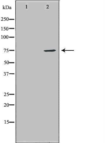 HDC / Histidine Decarboxylase Antibody
