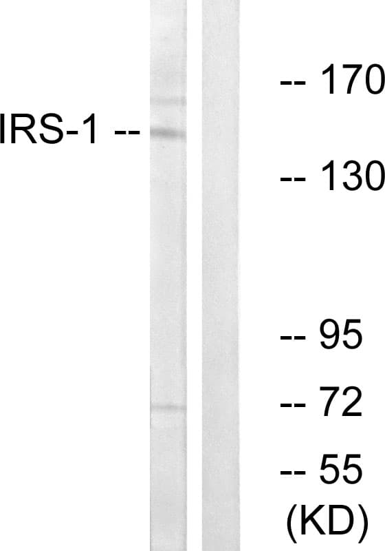 IRS1 Antibody (aa279-328)