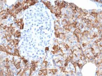 Monoclonal Mouse anti-Human TROP2 / TACSTD2 Antibody (clone TACSTD2/2152, IHC, WB)