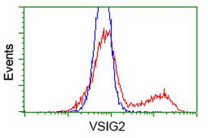 VSIG2 Antibody (clone OTI11B3)