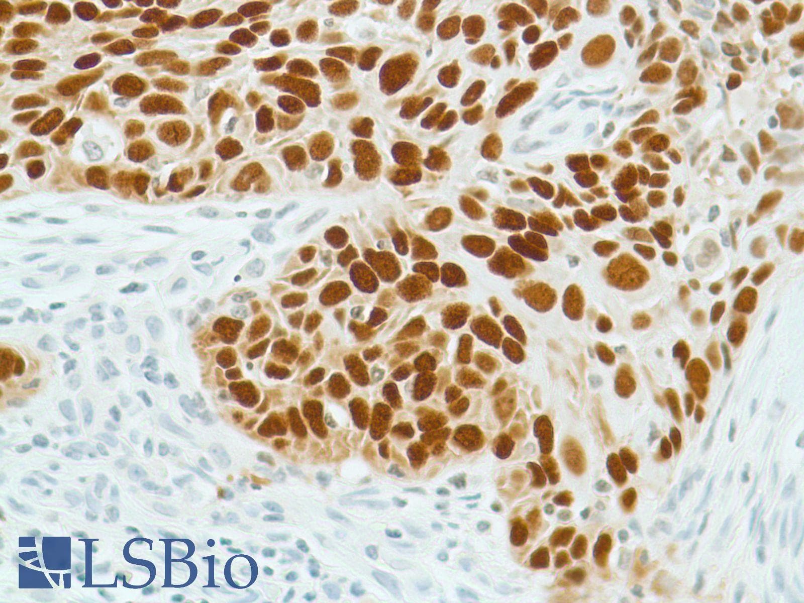 SOX2 Antibody (N-Terminus, clone SP76)