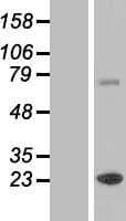 ZCCHC7 Protein (Over-Expression Lysate Myc-DDK (Flag))
