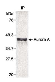 AURKA / Aurora-A Antibody
