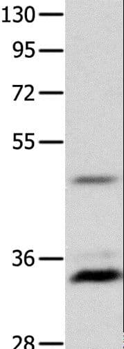 MC1R Antibody
