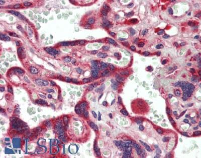 IHC-plus™ GLIPR2 Antibody