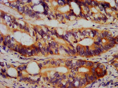 Polyclonal Rabbit anti-Human TEAD3 Antibody (WB)
