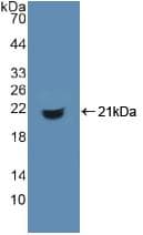 CD74 / CLIP Antibody