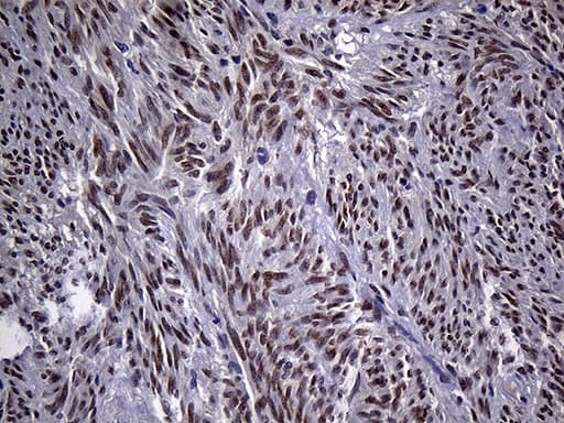 Monoclonal Mouse anti-Human ZBTB4 Antibody (clone OTI1F6, Carrier-free, aa788-1013, IHC, WB)