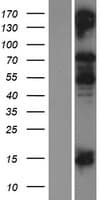 Human COL9A1 / Collagen IX Protein (Over-Expression Lysate Myc-DDK (Flag))