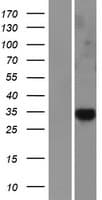 LRRC26 Protein (Over-Expression Lysate Myc-DDK (Flag))
