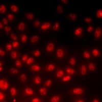 PPAN Antibody
