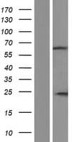 IQCC Protein (Over-Expression Lysate Myc-DDK (Flag))