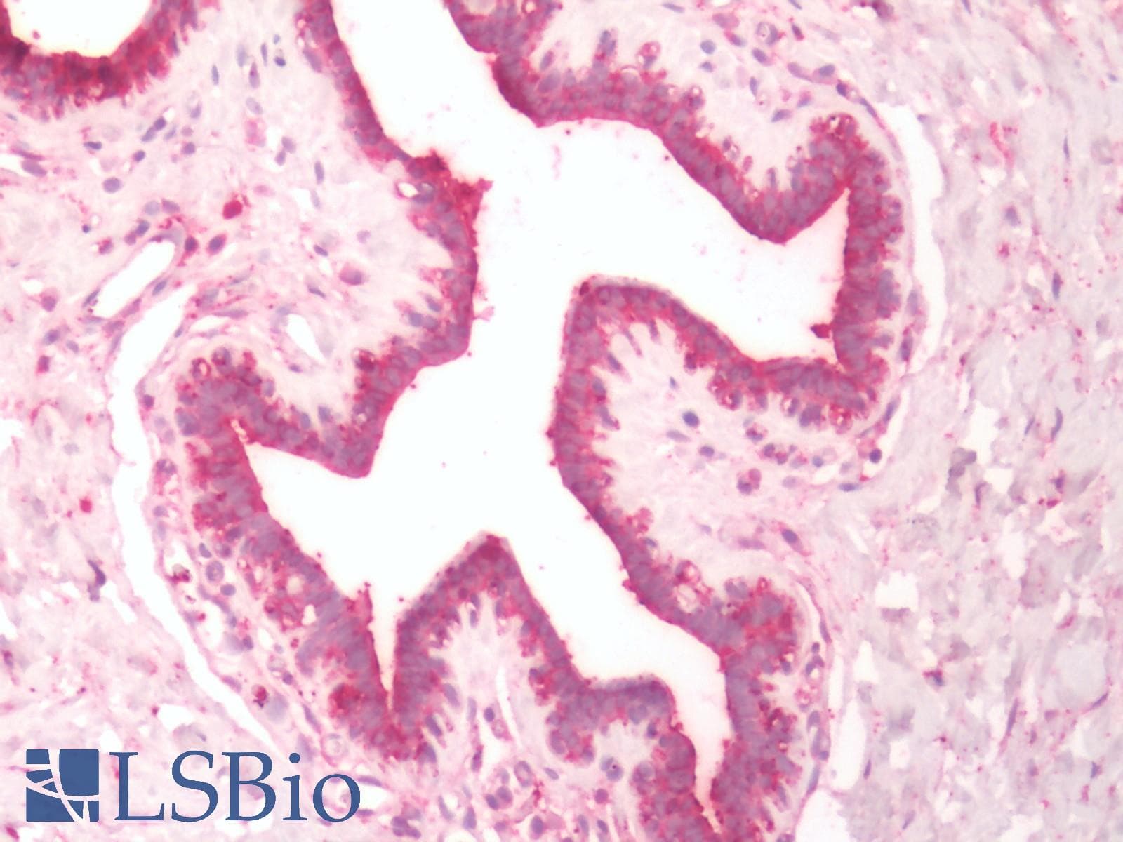 IHC-plus™ DUSP26 / MKP8 Antibody (Internal)