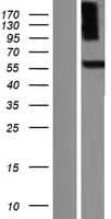 Human PDE9A Protein (Over-Expression Lysate Myc-DDK (Flag))