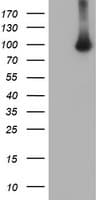 IHC-plus™ Monoclonal Mouse anti-Human VWA5A Antibody (clone 3A3, IHC, IF, WB)