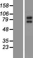 KCNQ2 Protein (Over-Expression Lysate Myc-DDK (Flag))