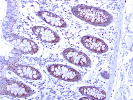 Monoclonal Mouse anti-Human MRPS34 Antibody (clone UMAB125, IHC, IF, WB)