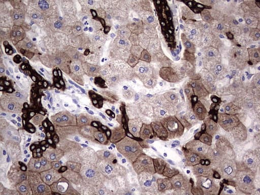 Monoclonal Rat anti-Human Acidic Cytokeratin Antibody (clone 9H3, IHC)