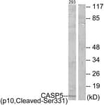 CASP5 / Caspase 5 Antibody (aa312-361)