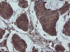 VBP1 Antibody (clone OTI2B12)
