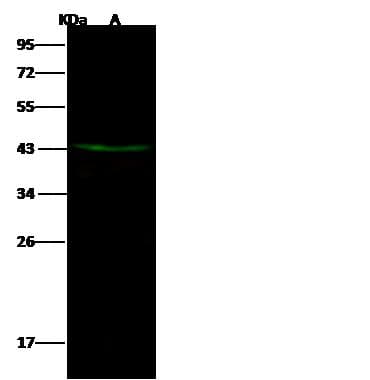 DACH2 Antibody (Preservative Free)