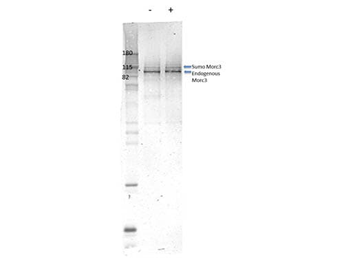 NXP2 / MORC3 Antibody