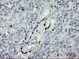 Monoclonal Mouse anti-Human GIMAP4 Antibody (clone OTI1A11, Carrier-free, IHC, IF, WB)