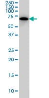 Monoclonal Mouse anti-Human SWAP70 Antibody (clone 3H8, IHC, WB)